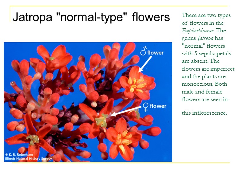 There are two types of flowers in the Euphorbiaceae. The genus Jatropa has 